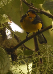 Myioborus ornatus