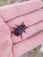 Archophileurus