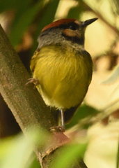 Poecilotriccus ruficeps