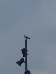 Chroicocephalus ridibundus