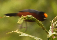 Catamblyrhynchus diadema