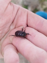Archophileurus