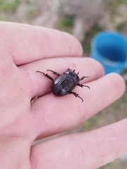Archophileurus