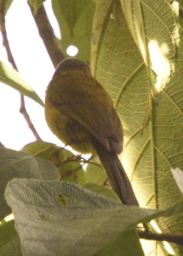 Grey-hooded Bush Tanager (Cnemoscopus rubrirostris), photo 4