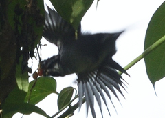 Troglodytes solstitialis