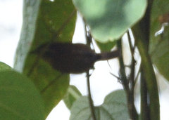 Troglodytes solstitialis