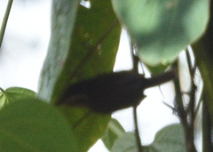 Troglodytes solstitialis