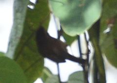 Troglodytes solstitialis