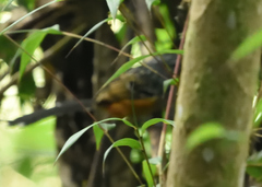Drymophila striaticeps