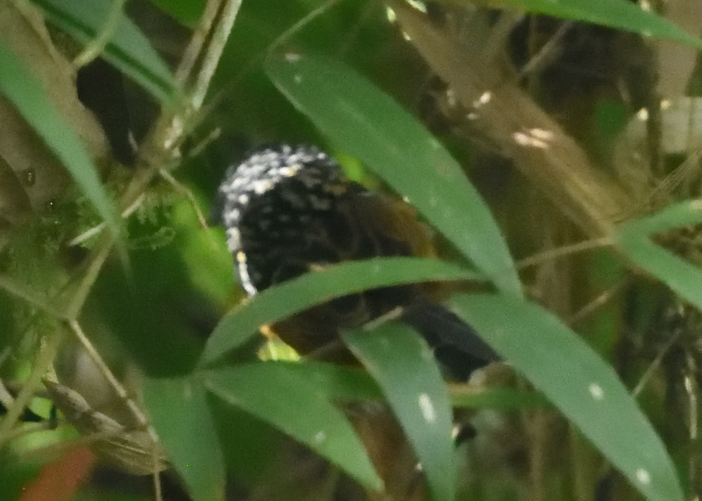 Streak-headed Antbird (Drymophila striaticeps), photo 4