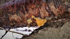 Myxarium nucleatum