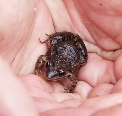 Leptodactylus latinasus