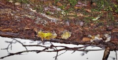 Myxarium nucleatum