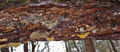 Myxarium nucleatum