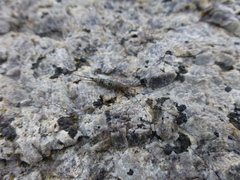 Archaeognatha