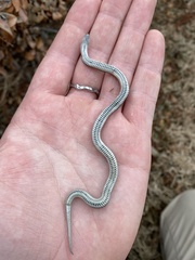 Tropidoclonion lineatum