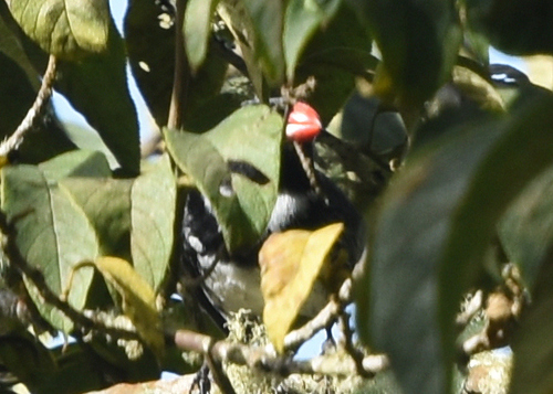 Masked Saltator (Saltator cinctus), photo 5