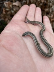 Tropidoclonion lineatum