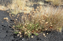 Helichrysum italicum