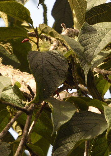 Masked Saltator (Saltator cinctus), photo 9