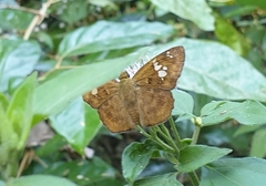 Pseudocoladenia dan