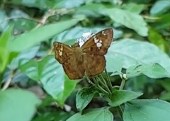 Pseudocoladenia dan