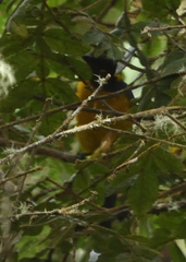 Anisognathus lacrymosus