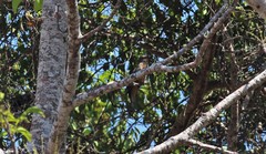 Cacomantis variolosus sepulcralis