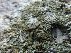 Archaeognatha