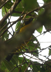 Anisognathus lacrymosus