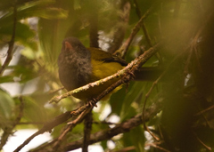 Cnemoscopus rubrirostris