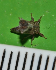 Eutryonia monstrifera