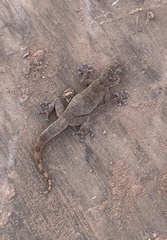 Ptyodactylus