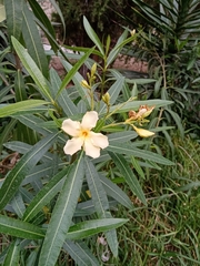 Nerium oleander