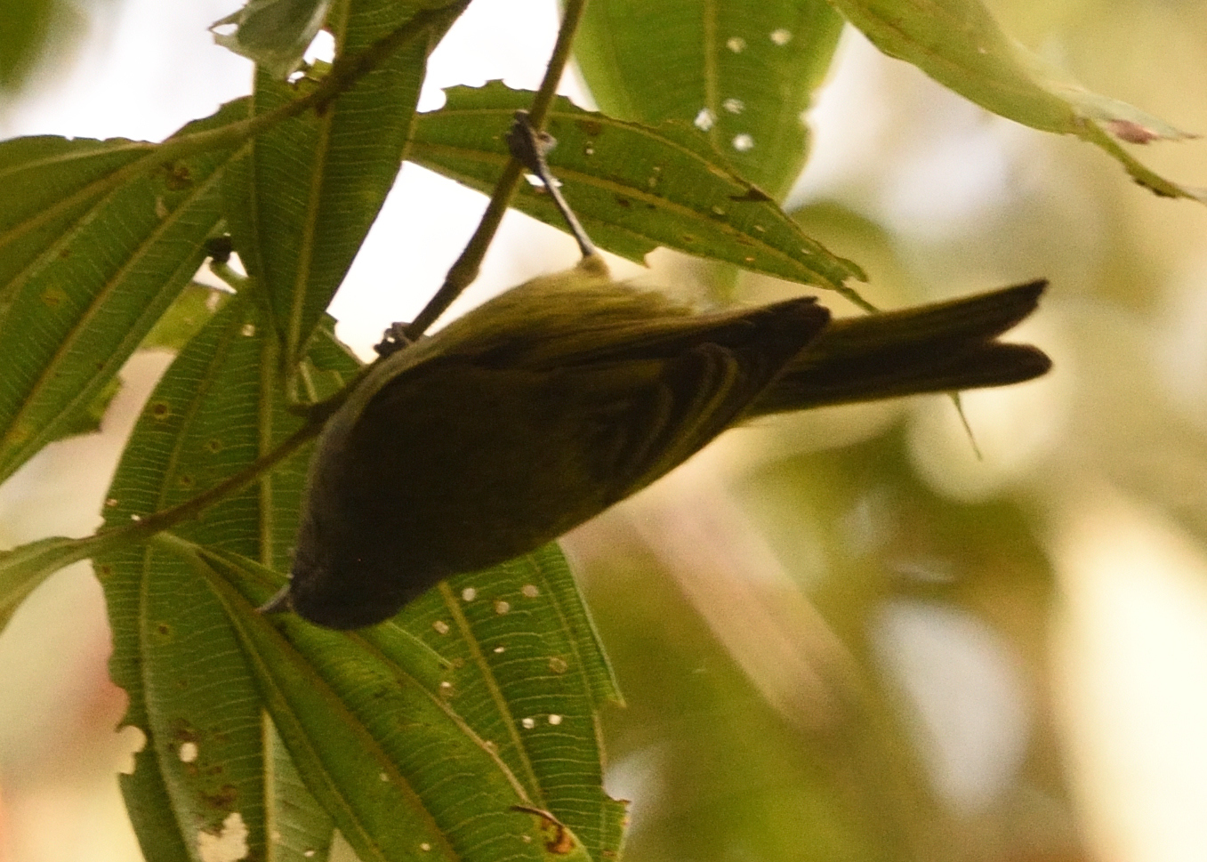 Capped Conebill illustration