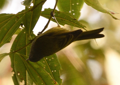 Conirostrum albifrons