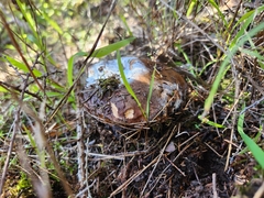 Boletus edulis grandedulis