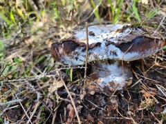 Boletus edulis grandedulis