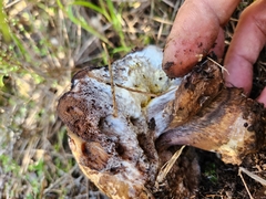 Boletus edulis grandedulis