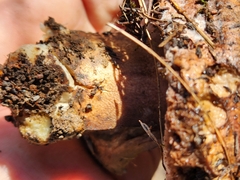 Boletus edulis grandedulis