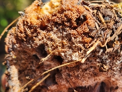 Boletus edulis grandedulis
