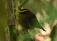 Silvicultrix diadema