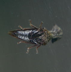 Eutryonia monstrifera