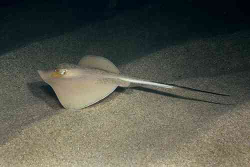 Common Stingray, photo 3 of 10