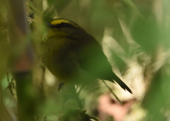 Silvicultrix diadema