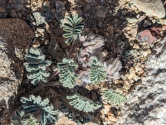 Dalea mollissima