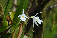 Trichopilia fragrans