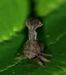 Eutryonia monstrifera