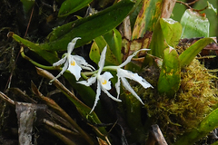 Trichopilia fragrans