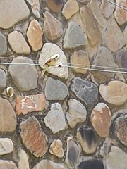 Poospizopsis hypochondria